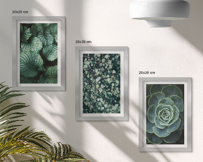 Composizione di 3 quadri Piante verdi e succulente alla moda