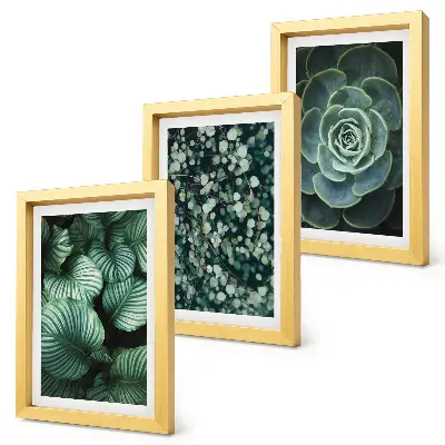 Composizione di 3 quadri con piante verdi e succulente alla moda