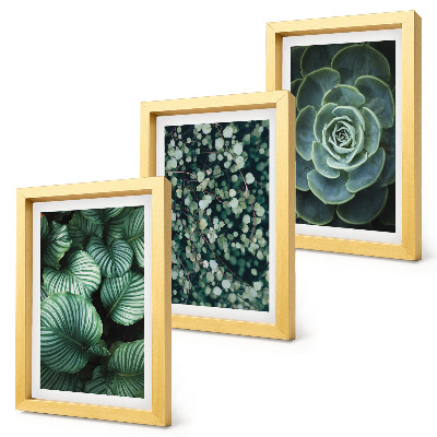 Composizione di 3 quadri Piante verdi e succulente alla moda