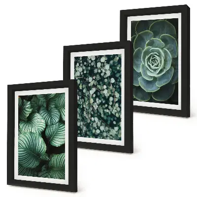 Composizione di 3 quadri con piante verdi e succulente alla moda