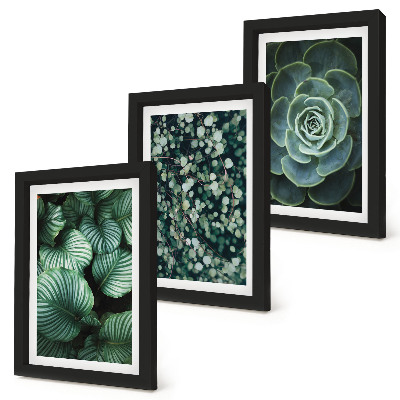 Composizione di 3 quadri Piante verdi e succulente alla moda