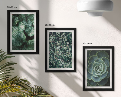 Composizione di 3 quadri Piante verdi e succulente alla moda
