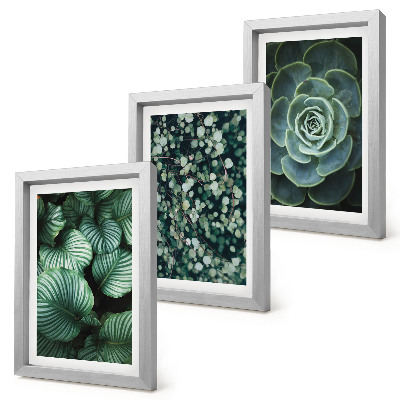Composizione di 3 quadri Piante verdi e succulente alla moda