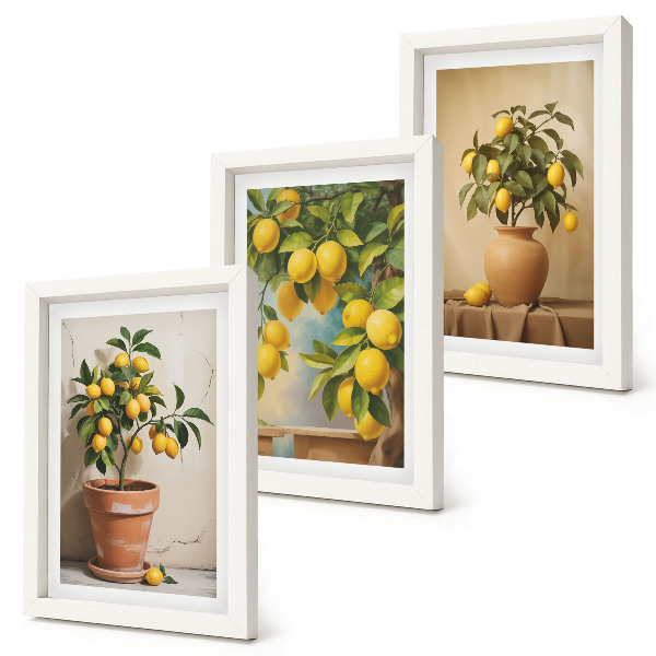 Composizione di 3 quadri Alberi di limoni in vaso e fioriere