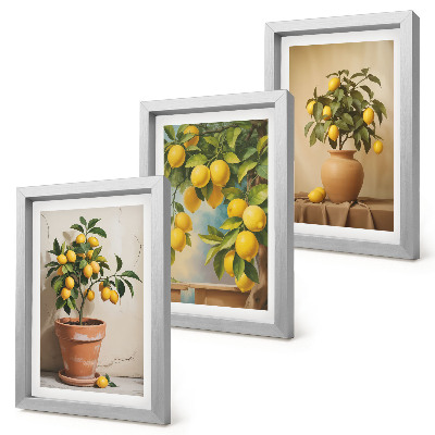 Composizione di 3 quadri Alberi di limoni in vaso e fioriere