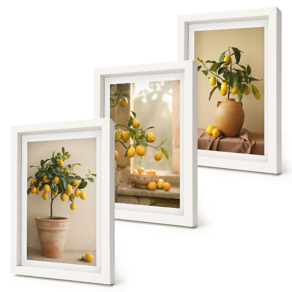 Composizione di 3 quadri Alberi di limoni in vaso e sul davanzale