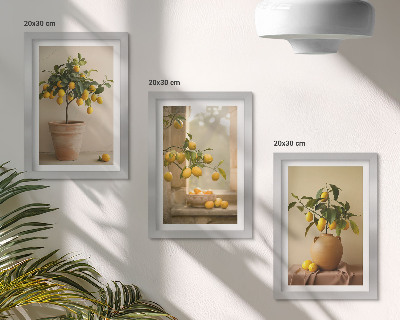 Composizione di 3 quadri Alberi di limoni in vaso e sul davanzale