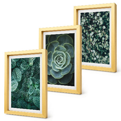 Trittico incorniciato Foglie verdi di piante succulente e rametti delicati