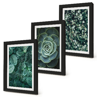 Trittico incorniciato Foglie verdi di piante succulente e rametti delicati