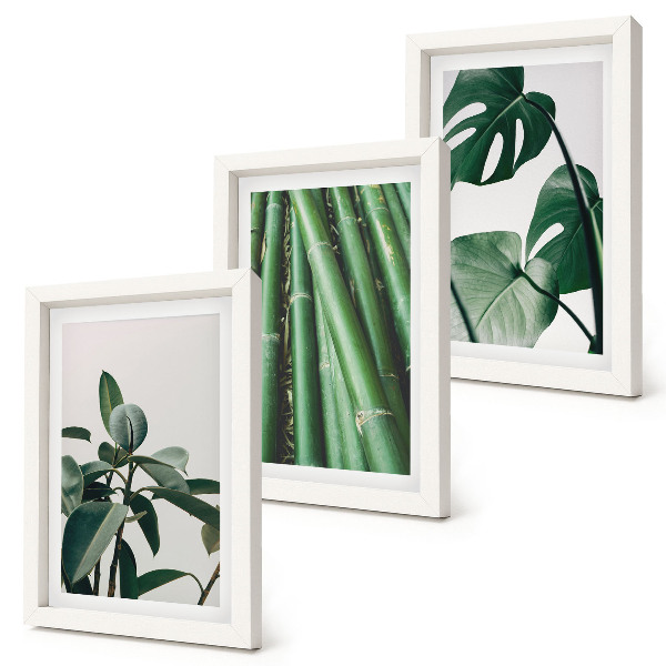 Composizione di 3 quadri Steli di bambù, pianta da interno, e foglie di monstera