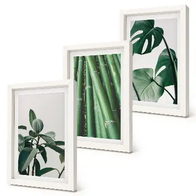 Composizione di 3 quadri con steli di bambù, pianta da interno e foglie di monstera