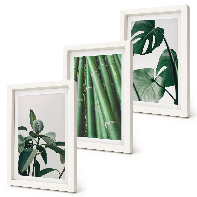 Composizione di 3 quadri Steli di bambù, pianta da interno, e foglie di monstera