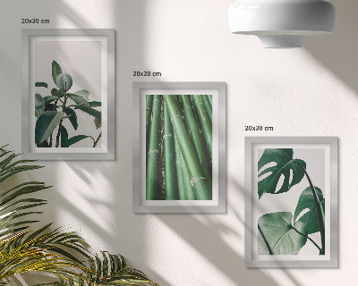 Composizione di 3 quadri Steli di bambù, pianta da interno, e foglie di monstera
