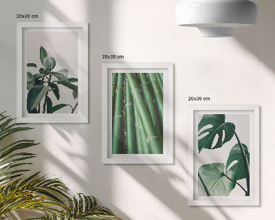 Composizione di 3 quadri Steli di bambù, pianta da interno, e foglie di monstera