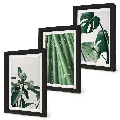 Composizione di 3 quadri Steli di bambù, pianta da interno, e foglie di monstera
