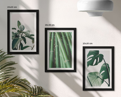 Composizione di 3 quadri Steli di bambù, pianta da interno, e foglie di monstera
