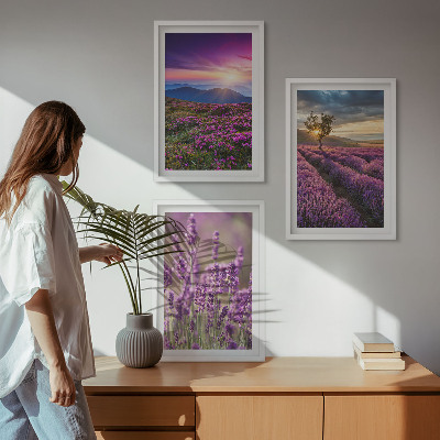 Set di 3 quadri Tramonto sui campi di lavanda