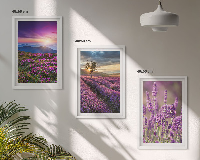 Set di 3 quadri Tramonto sui campi di lavanda