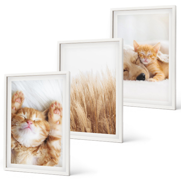 Set di quadri incorniciati Animali carini gatti cani boho