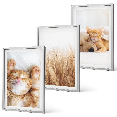 Set di quadri incorniciati Animali carini gatti cani boho