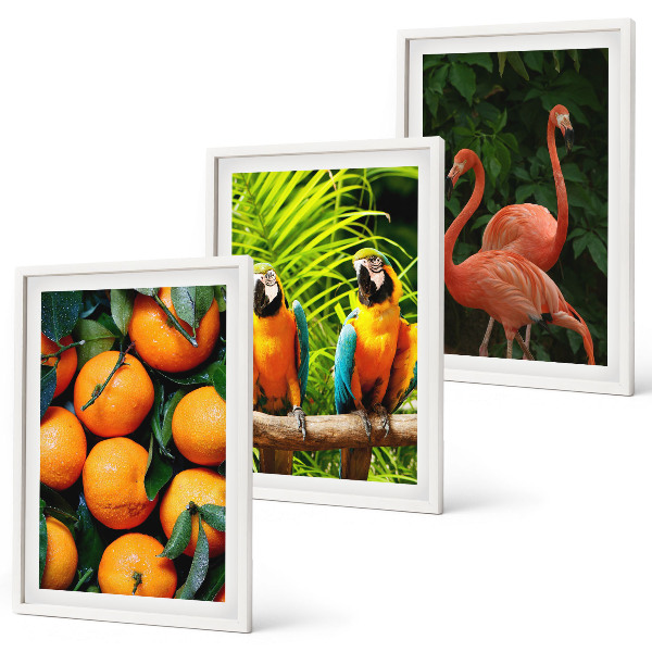 Set di quadri incorniciati Note fruttate ai tropici