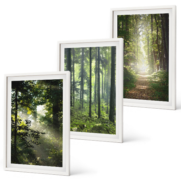 Set di quadri incorniciati Foreste verdi con raggi di luce