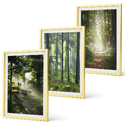 Set di quadri incorniciati Foreste verdi con raggi di luce