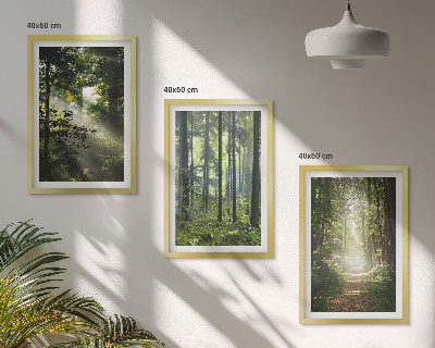 Set di quadri incorniciati Foreste verdi con raggi di luce