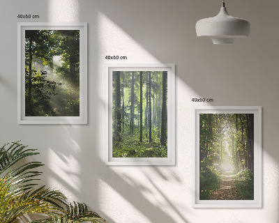 Set di quadri incorniciati Foreste verdi con raggi di luce