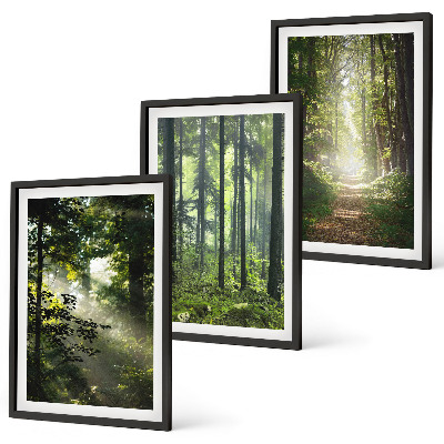 Set di quadri incorniciati Foreste verdi con raggi di luce