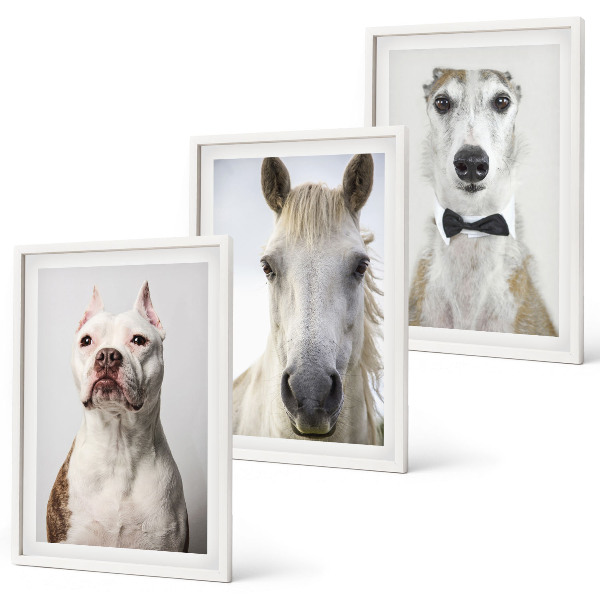 Composizione di quadri Ritratti di cani e cavalli elegantemente