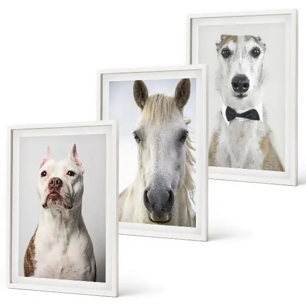 Composizione di quadri ritratti di cani e cavalli in stile elegante