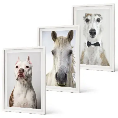 Composizione di quadri ritratti di cani e cavalli in stile elegante