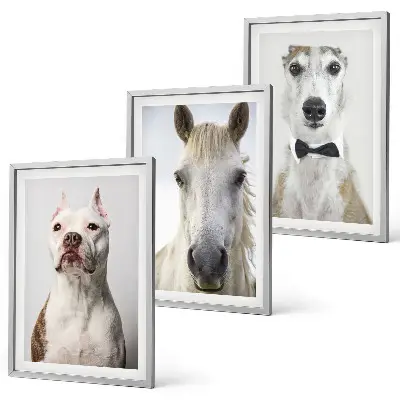 Composizione di quadri ritratti di cani e cavalli in stile elegante