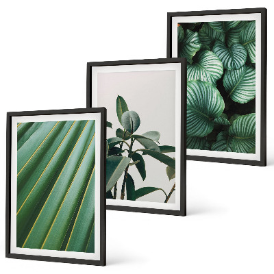 Composizione di quadri Foglie tropicali estetiche