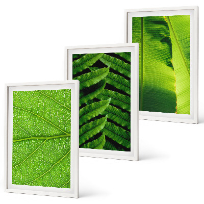 Set di quadri incorniciati macrofotografia di foglie tropicali