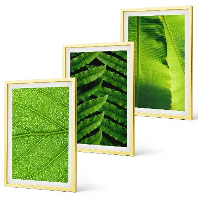 Set di quadri incorniciati con macrofotografia di foglie tropicali