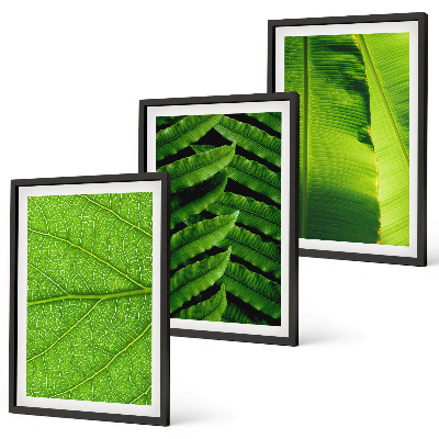 Set di quadri incorniciati macrofotografia di foglie tropicali