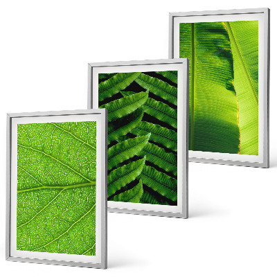 Set di quadri incorniciati macrofotografia di foglie tropicali