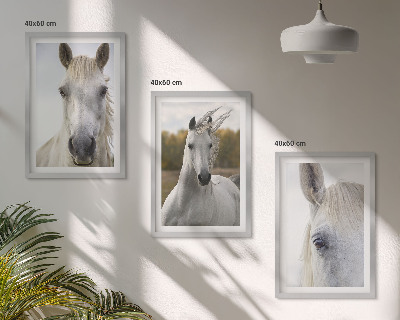 Composizione di quadri Cavalli bianchi in natura