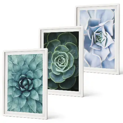 Composizione di quadri con piante succulente verde turchese