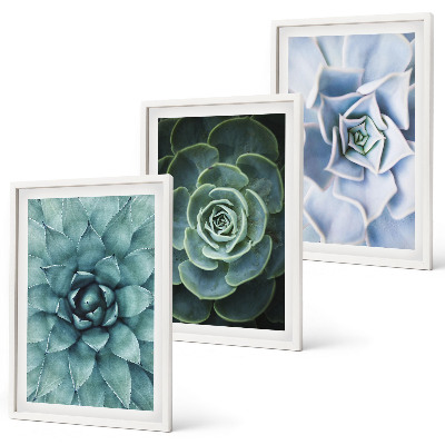 Composizione di quadri Piante succulente verde turchese