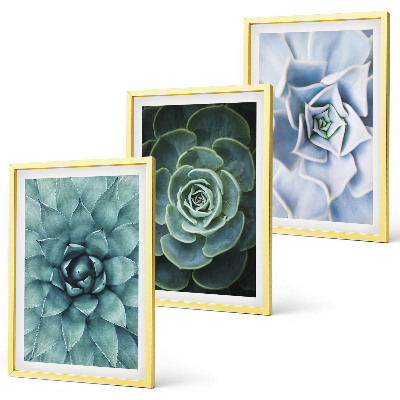 Composizione di quadri Piante succulente verde turchese