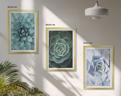 Composizione di quadri Piante succulente verde turchese