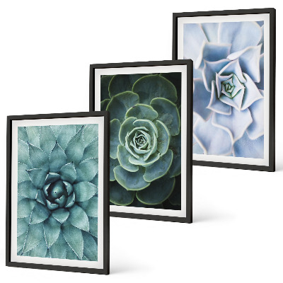 Composizione di quadri Piante succulente verde turchese