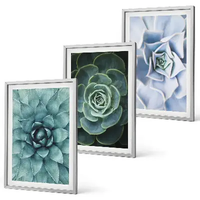 Composizione di quadri con piante succulente verde turchese