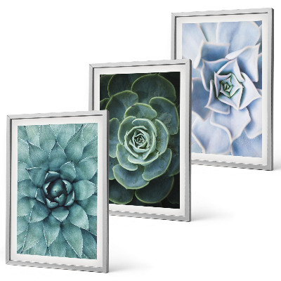 Composizione di quadri Piante succulente verde turchese