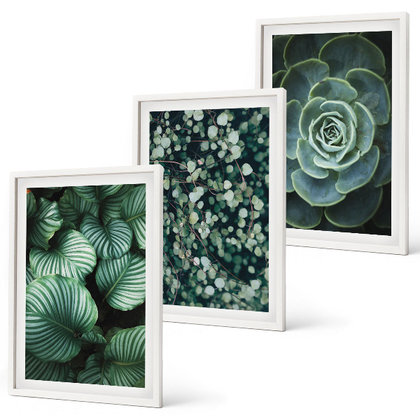 Set di quadri incorniciati Foglie verdi in stile succulente