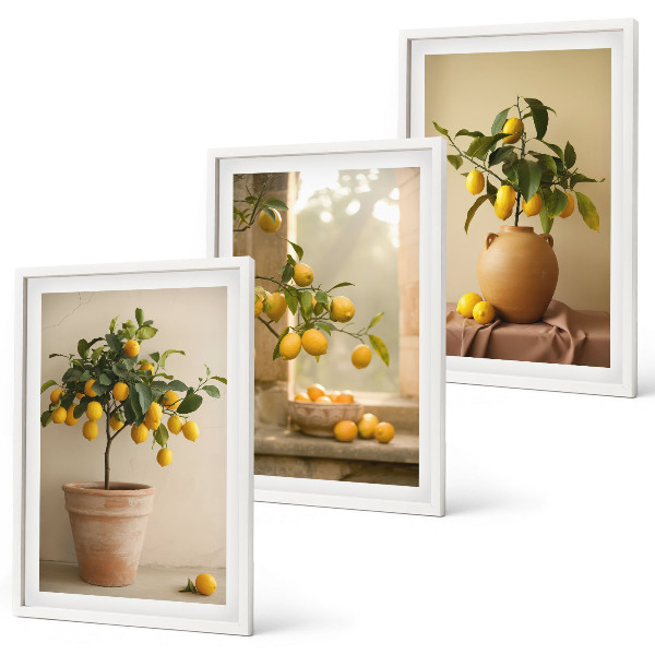 Set di 3 quadri Alberi di limoni in vaso
