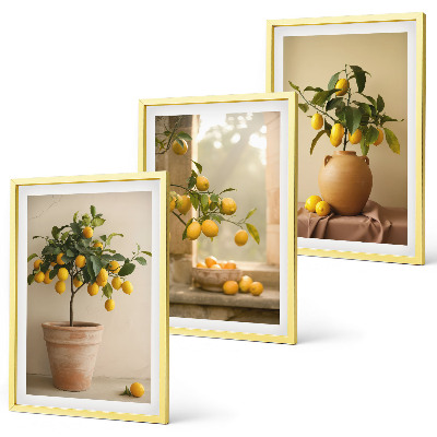 Set di 3 quadri Alberi di limoni in vaso